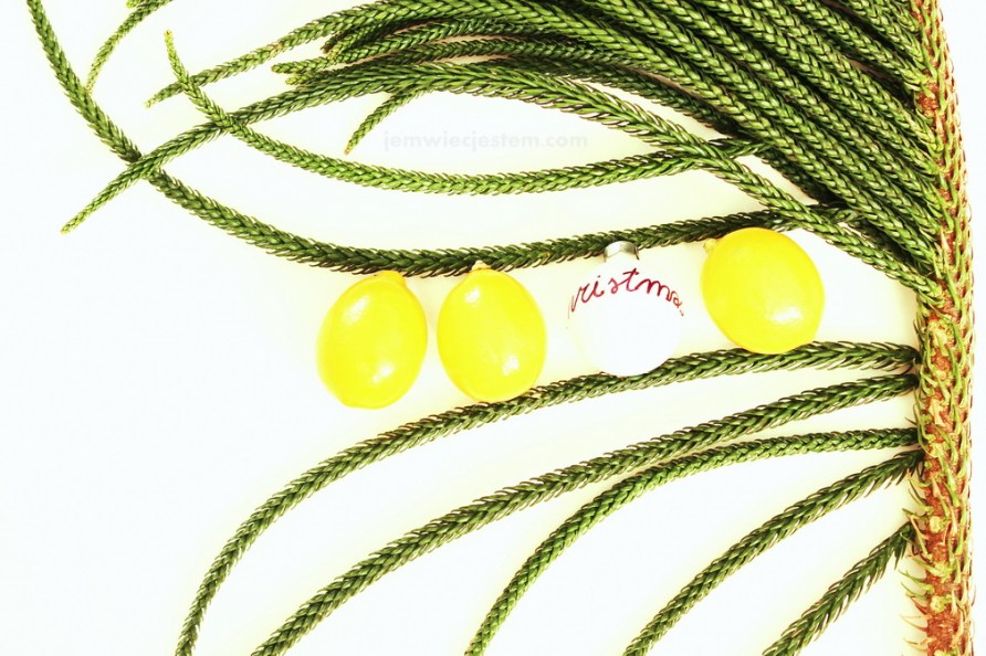 12 23 14 meyers lemons tree (2) JWJ